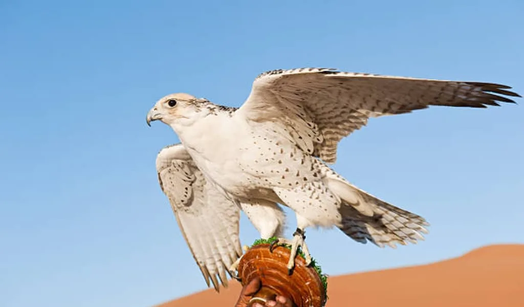 UAE 4 Days Tour program 3