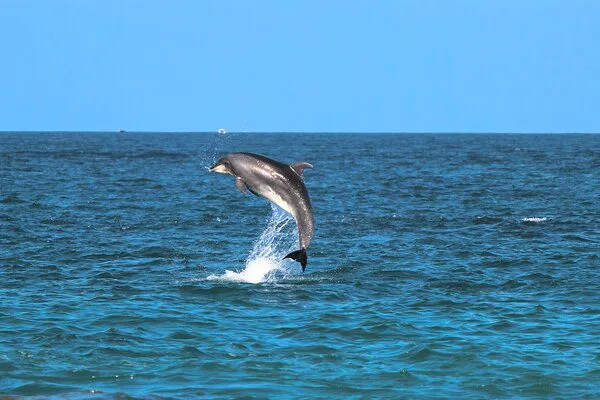 Dubai Dolphinarium Tour Page