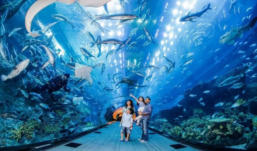 Dubai Aquarium Ticket Price
