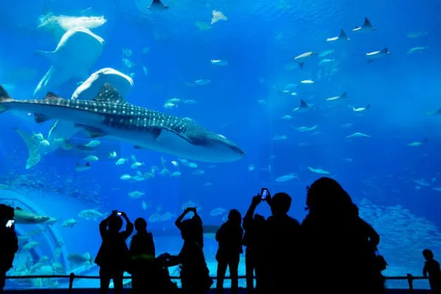 What To Do In Dubai Aquarium & Underwater Zoo?