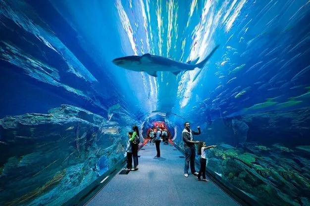 What to Expect at Dubai Aquarium and Underwater Zoo?