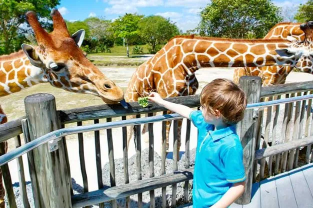 Dubai Safari Park Timings