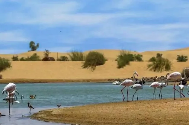 Wildlife and Conservation