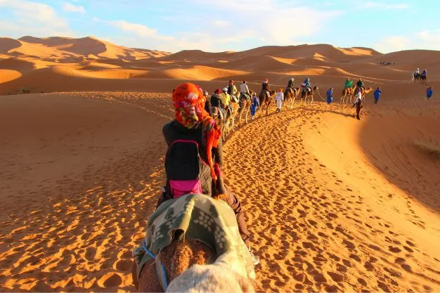The Camel Race Training Process
