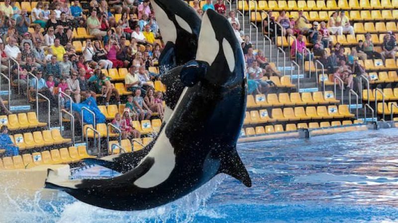 Dolphin-Show-Dubai (1)