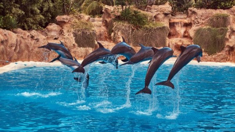 Dubai Dolphinarium