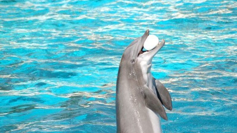 dolphin-with-ball_1160-93