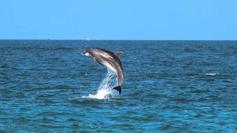 Dubai Dolphinarium Tour Page